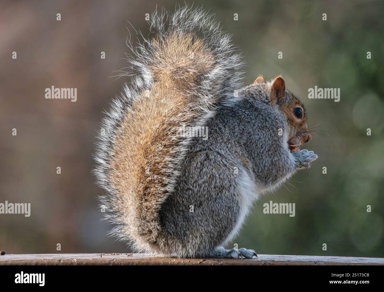 Ein Eichhörnchen auf dem Hinterhof-Deck. Stockfoto