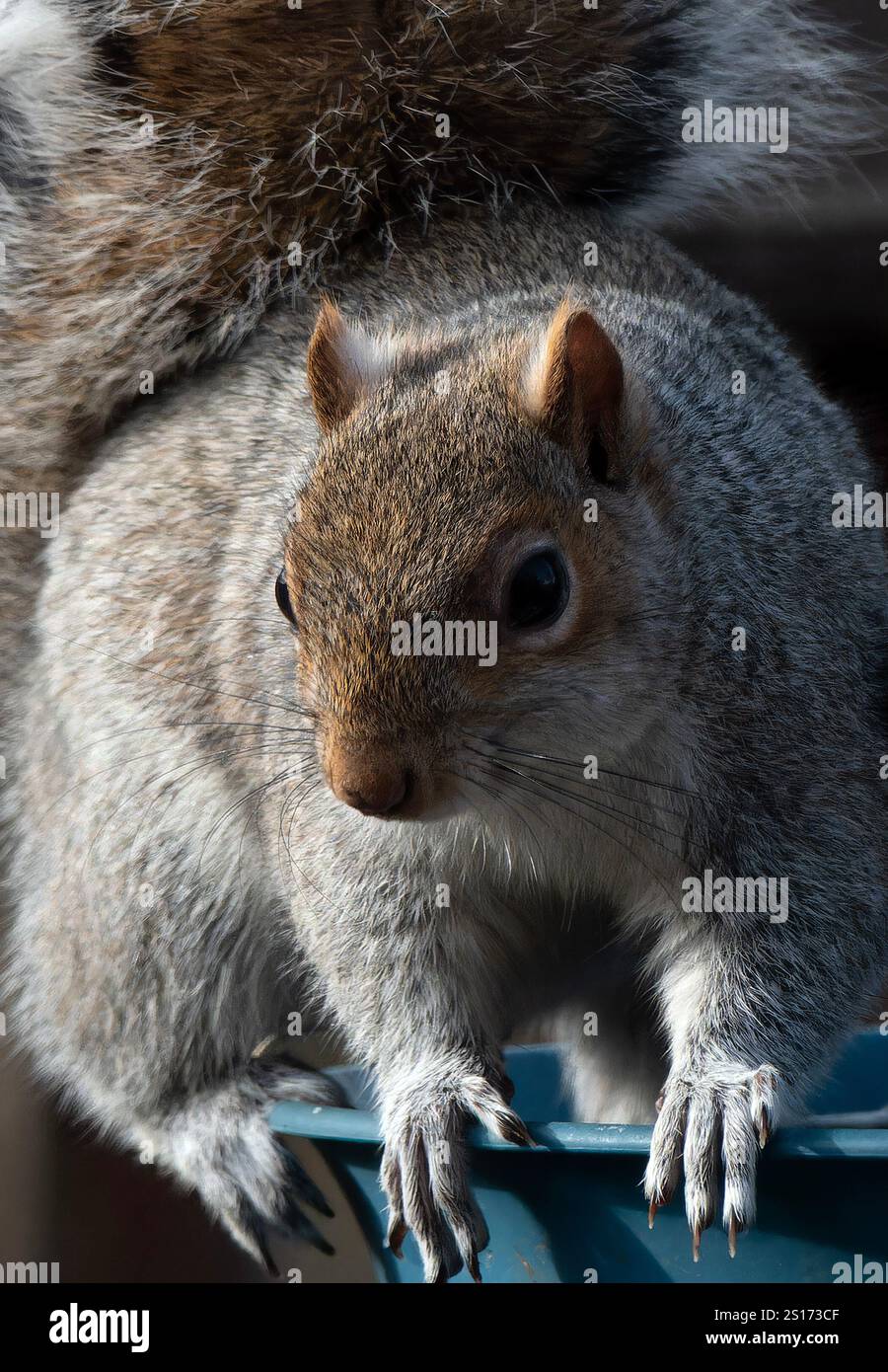 Ein Eichhörnchen auf dem Hinterhof-Deck. Stockfoto
