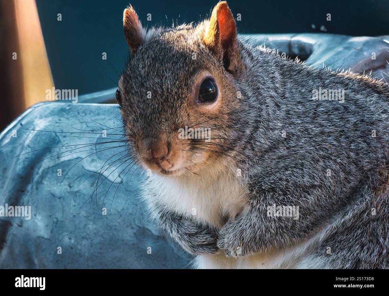Ein Eichhörnchen auf dem Hinterhof-Deck. Stockfoto