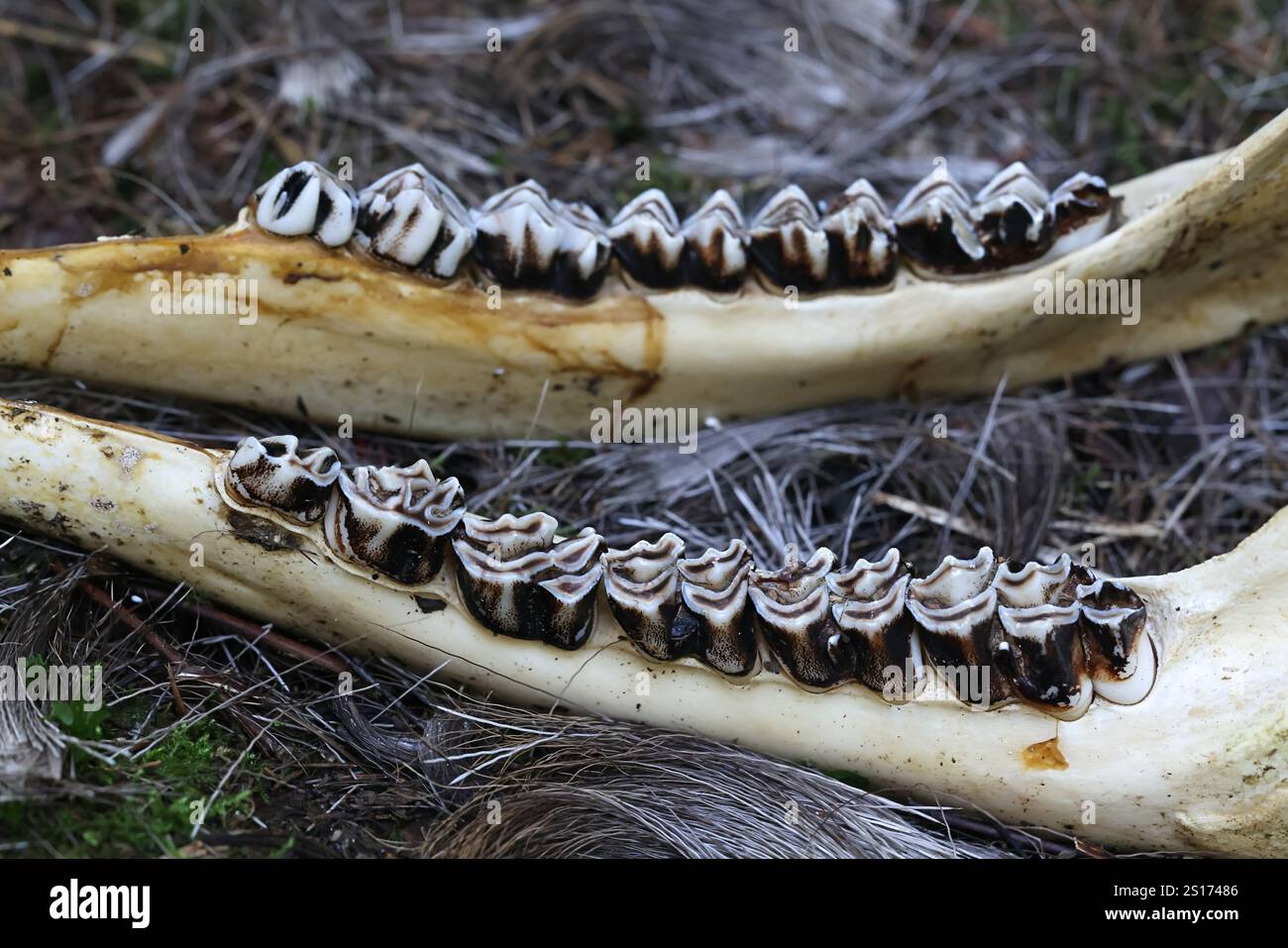 Zähne und Unterkieferknochen aus einem Elchkiefer, Zahnanatomie des Herbivoren Stockfoto