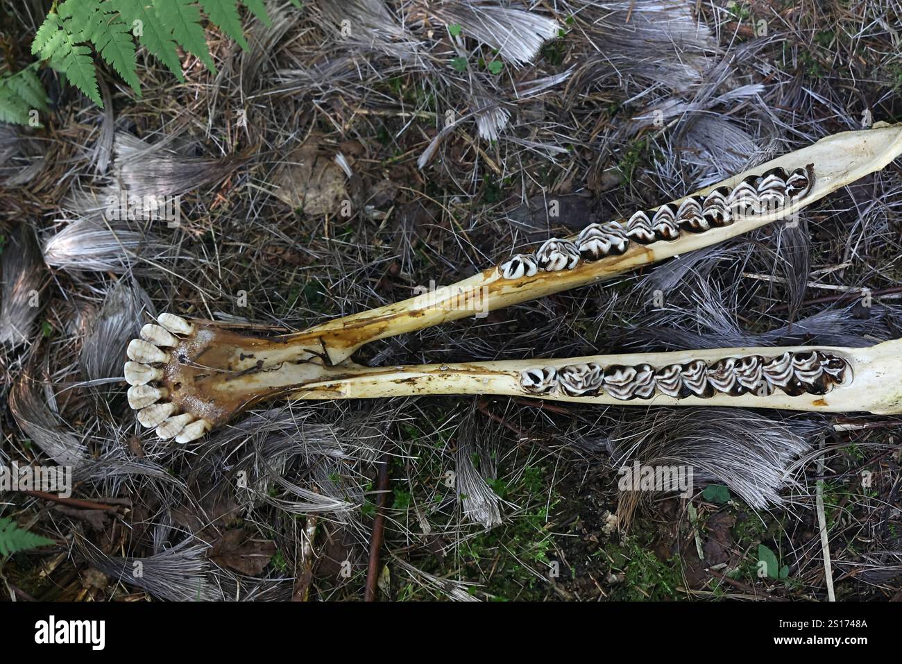 Kieferknochen und Zähne aus einem Elchkiefer, Zahnanatomie des Herbivoren Stockfoto