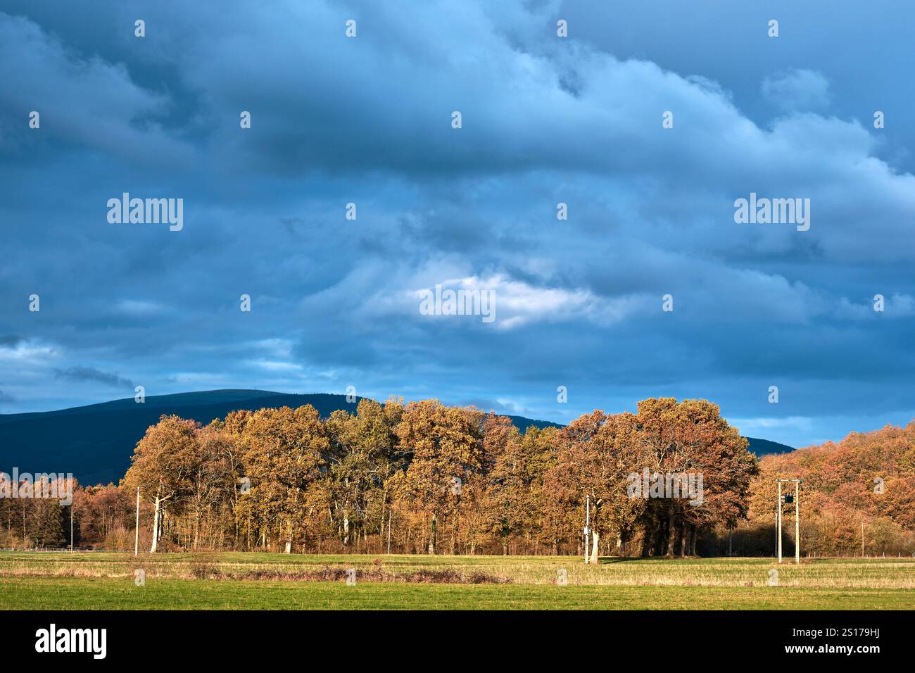 Ein malerischer Blick auf einen Herbstwald mit goldenen und orangen Blättern unter einem dramatischen bewölkten Himmel. Das Bild zeigt die Schönheit des saisonalen Wandels in Stockfoto