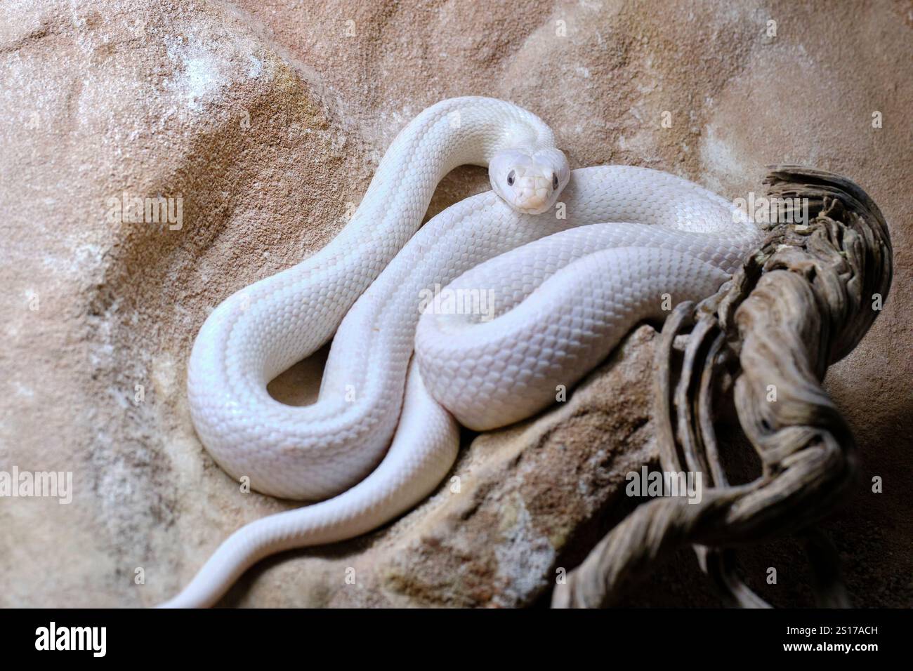 Die texanische Rattenschlange (Pantherophis obsoletus lindheimeri). Ist eine nichtgiftige Kolubride, die in den Vereinigten Staaten, hauptsächlich im Bundesstaat Texas, vorkommt. Cabarceno Stockfoto