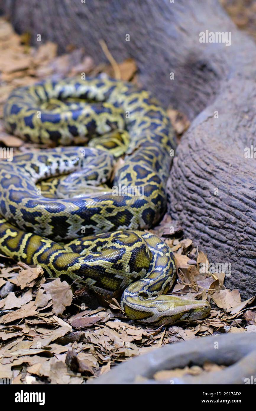 Eine burmesische Python (Python bivittatus). Eine der größten Schlangenarten. Sie ist in einem großen Gebiet Südostasiens beheimatet. Cabarceno Naturpark. Kantabrien Stockfoto