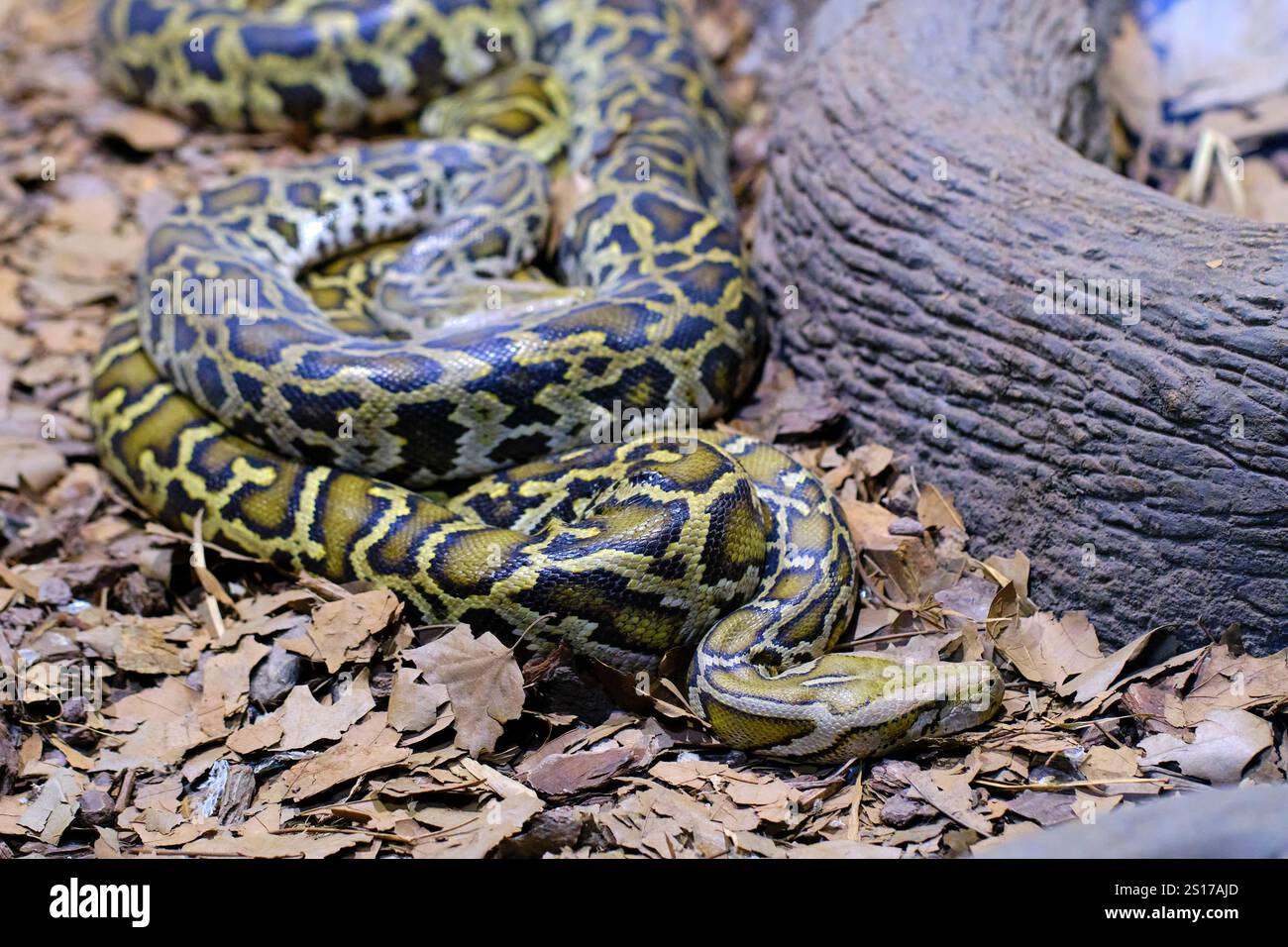 Eine burmesische Python (Python bivittatus). Eine der größten Schlangenarten. Sie ist in einem großen Gebiet Südostasiens beheimatet. Cabarceno Naturpark. Kantabrien Stockfoto
