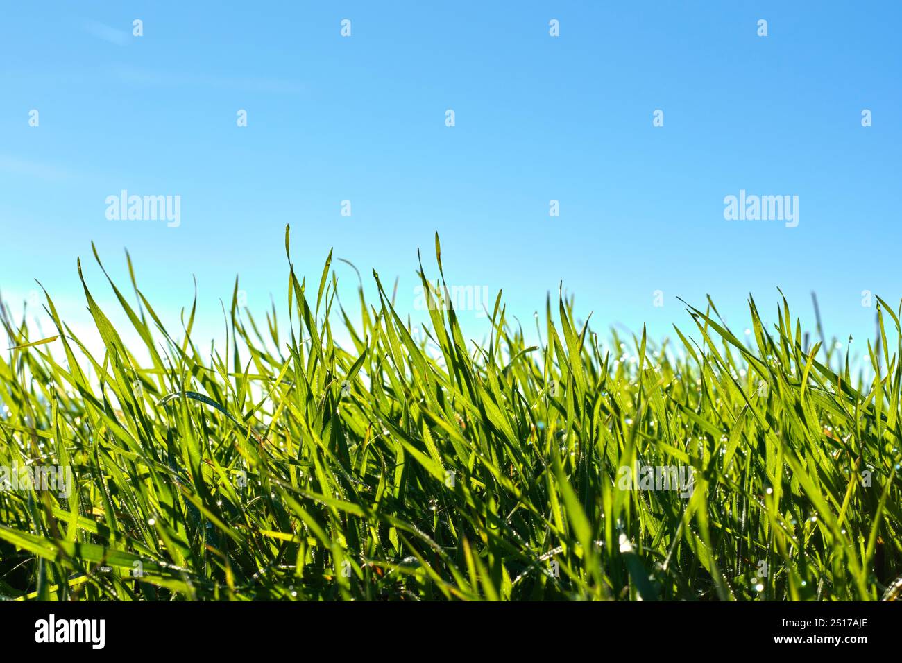 Eine Nahaufnahme leuchtender grüner Grasblätter, die von Sonnenlicht beleuchtet werden, vor einem klaren blauen Himmel. Das Bild fängt die Frische und die natürliche Schönheit ein Stockfoto