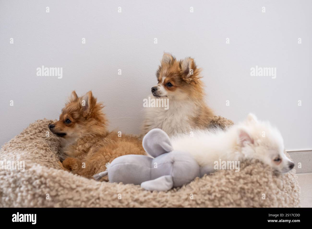 Drei flauschige pommersche Welpen entspannen in einem weichen Hundebett und genießen einen ruhigen Nachmittag. Ein Welpe spielt mit einem Spielzeug Stockfoto
