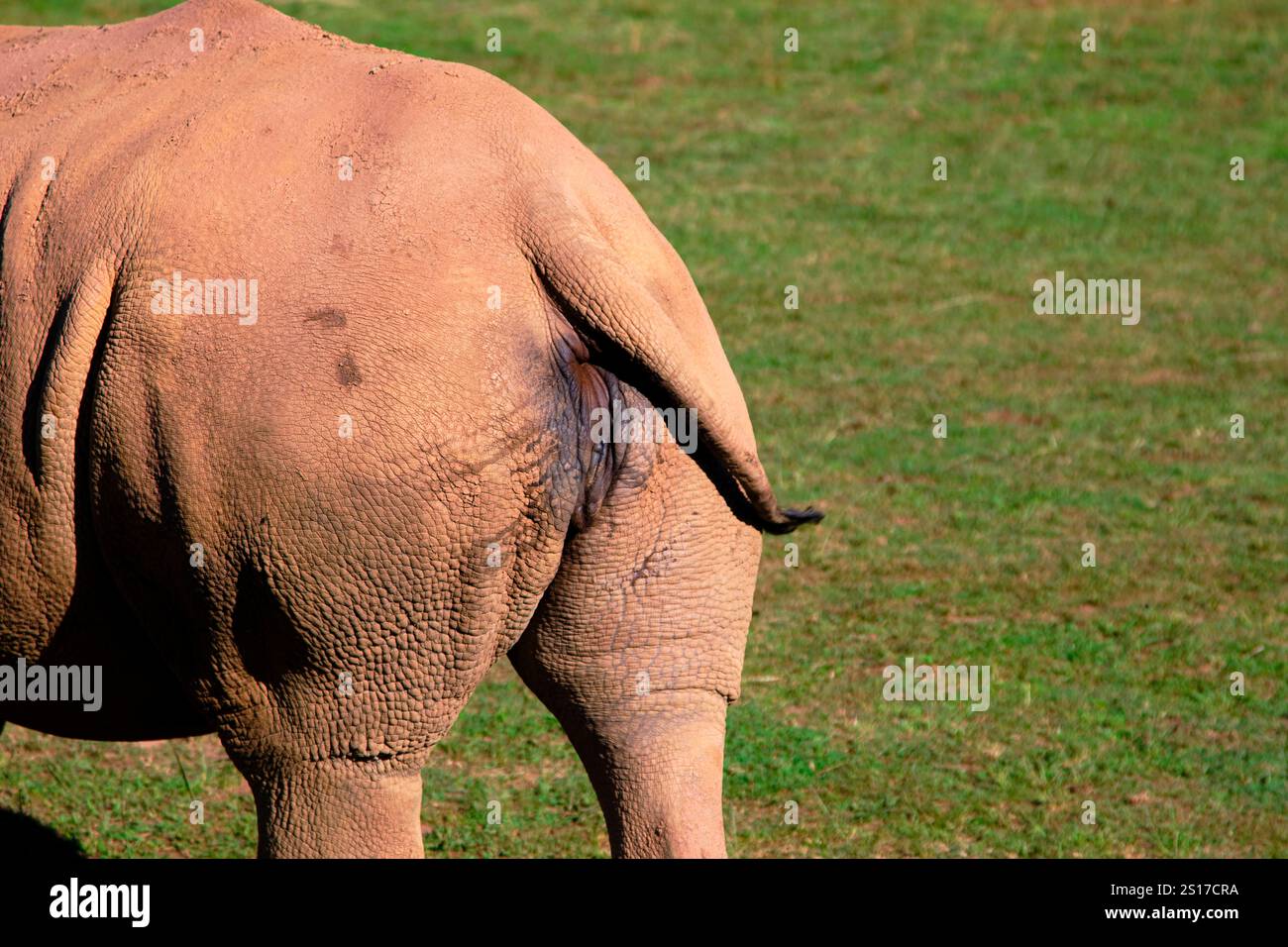 Ein weißes Nashorn Ceratotherium simum läuft auf einem Feld mit herunterhängendem Schwanz. Cabarceno Naturpark. Kantabrien, Spanien. Kantabrien SPANIEN Urheberrecht Stockfoto