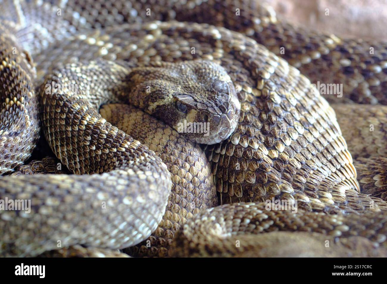 Eine Klapperschlange aus Westerndiamondback oder Texas Crotalus atrox mit Diamantrücken ist auf dem Boden eingerollt. Venemöses Mitglied der Viper-Familie, das in Th gefunden wird Stockfoto