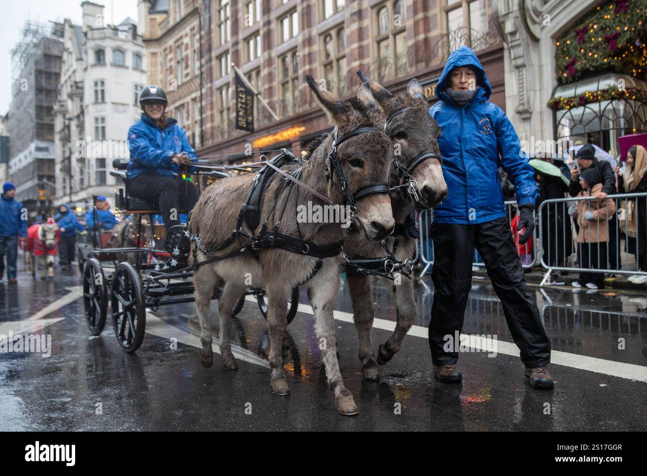 London, UK, 1. Januar 2025. Zwei Esel ziehen während einer Parade einen Wagen. Tausende von Zuschauern trotzen starkem Wind und starkem Wind, um an der jährlichen London New Year Day Parade 2025 teilzunehmen. Quelle: James Willoughby/ALAMY Live News Stockfoto