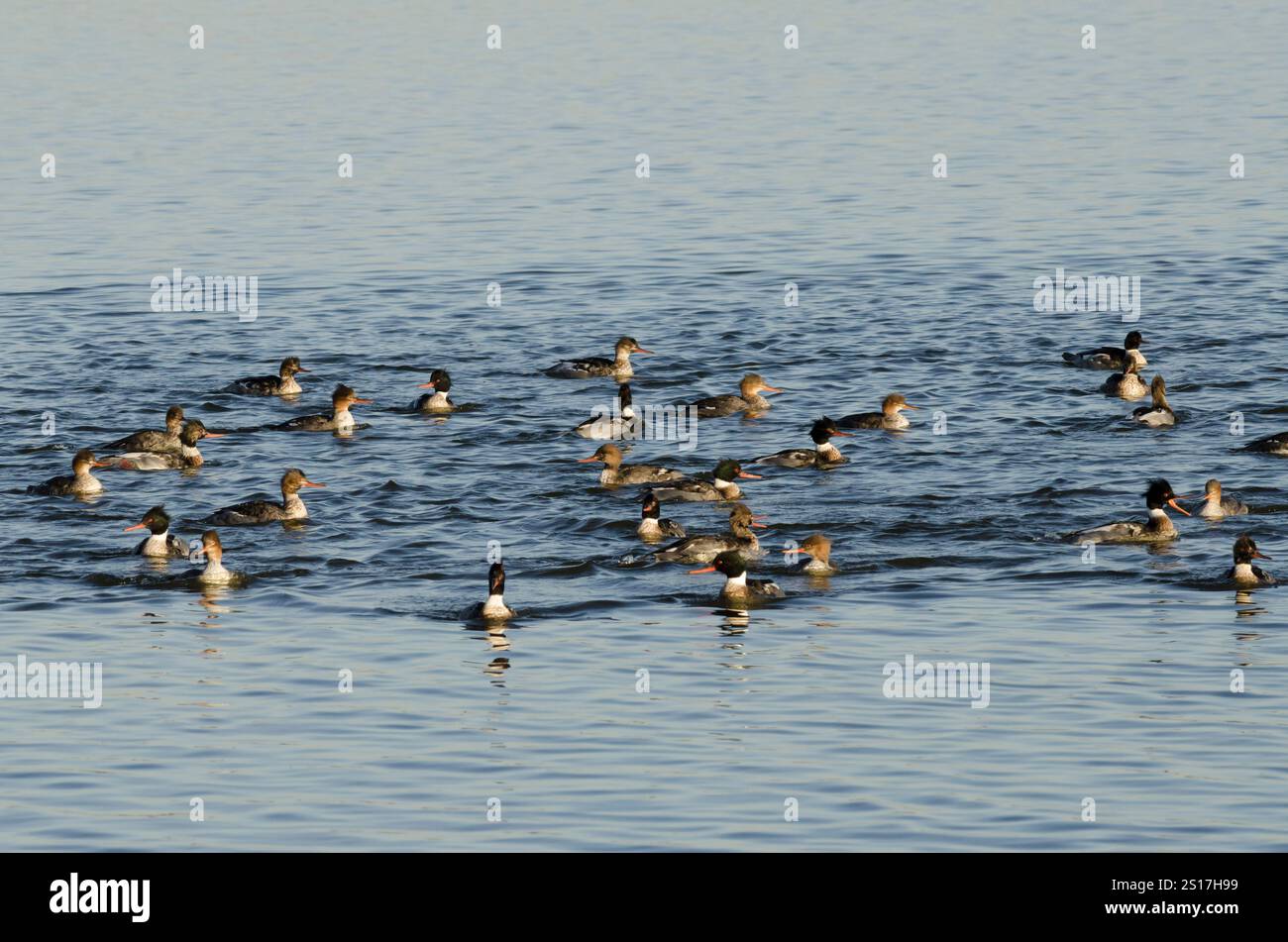 Rotbreasted Mergansers, Mergus Serrator, Fütterungsrausch Stockfoto