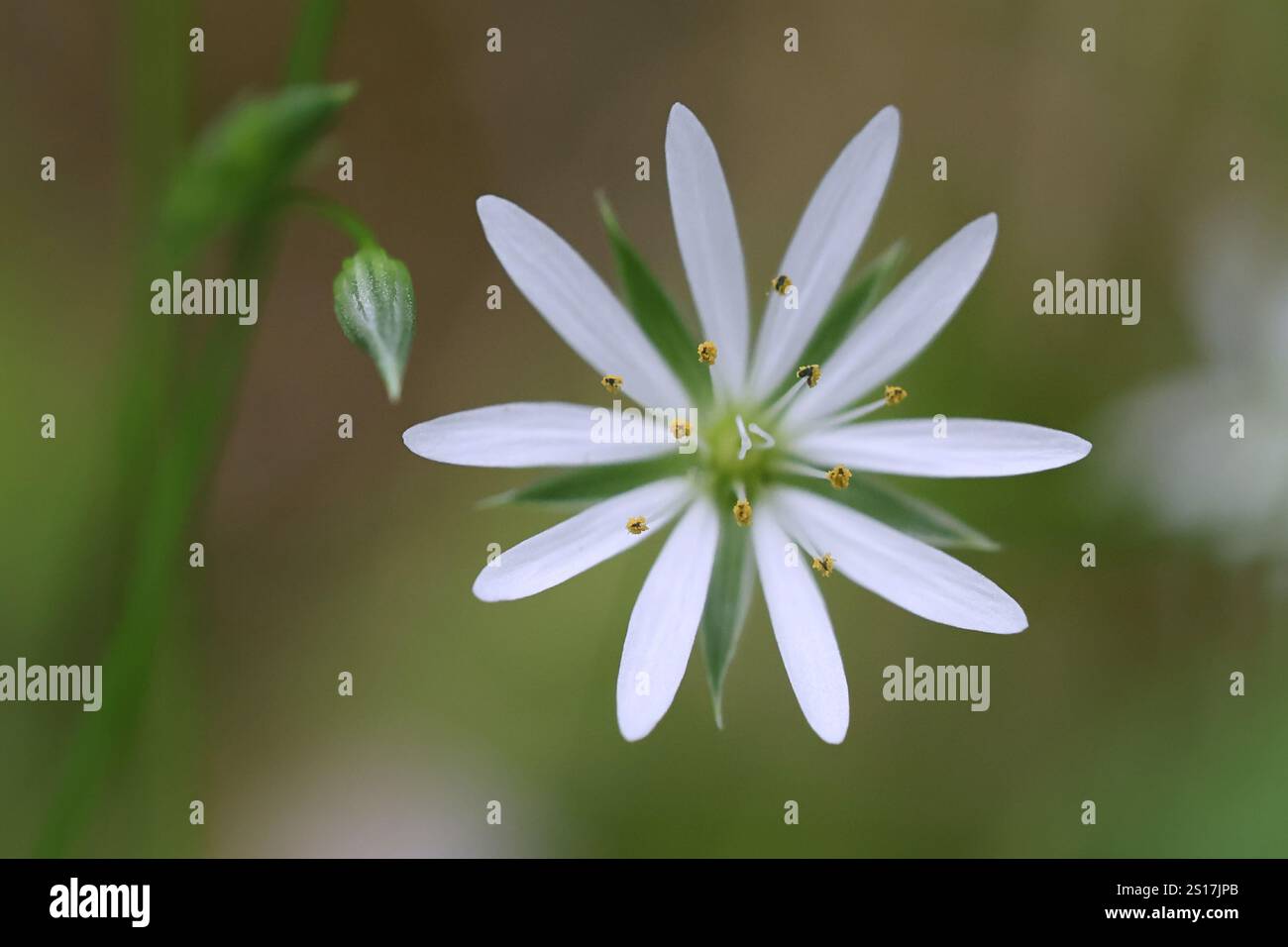 Stellaria graminea, auch bekannt als Kleinstitchkraut, Gras-ähnliches Sternkraut oder Gras-Stichkraut, Wildpflanze aus Finnland Stockfoto