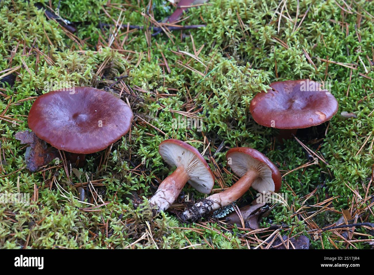 Lactarius rufus, auch bekannt als rufous Milkcap oder Red Hot Milk Cap, wilder Speisepilz aus Finnland Stockfoto