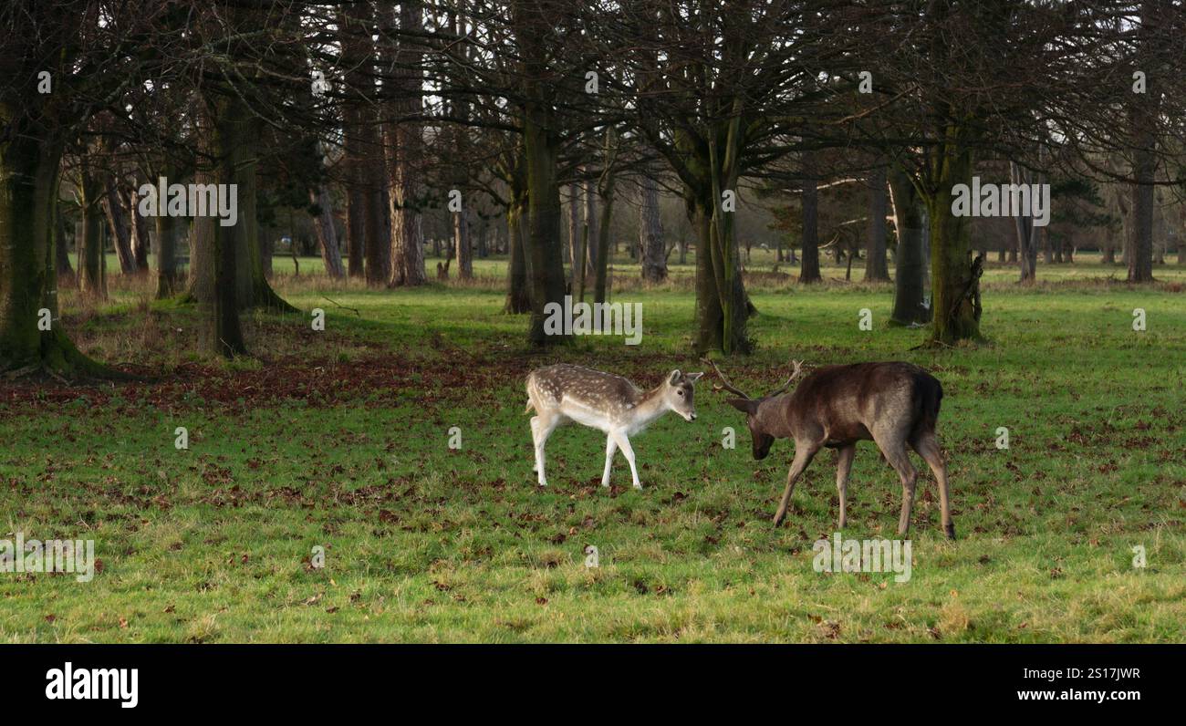 Zwei Hirsche stehen auf einem grasbewachsenen Feld. Einer ist weiß und der andere braun. Sie stehen einander gegenüber und scheinen sich in einem Konflikt zu befinden Stockfoto
