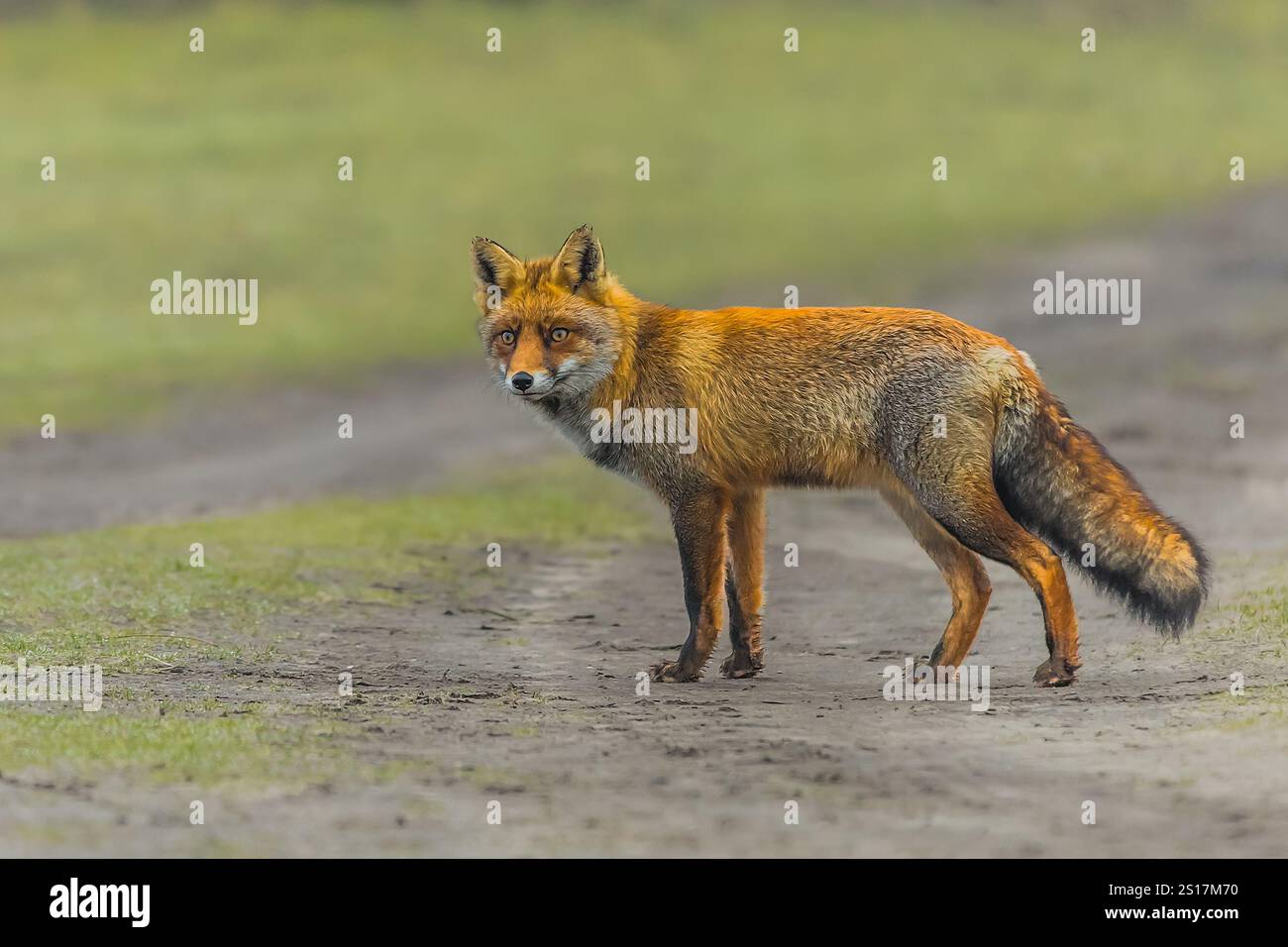 Nahaufnahme stationärer Fuchs Vulpes vulpes, fokussiert auf etwas in der Ferne in der Amsterdamer Waterleidingduinen Gemeinde Zandvoort im Dutc Stockfoto