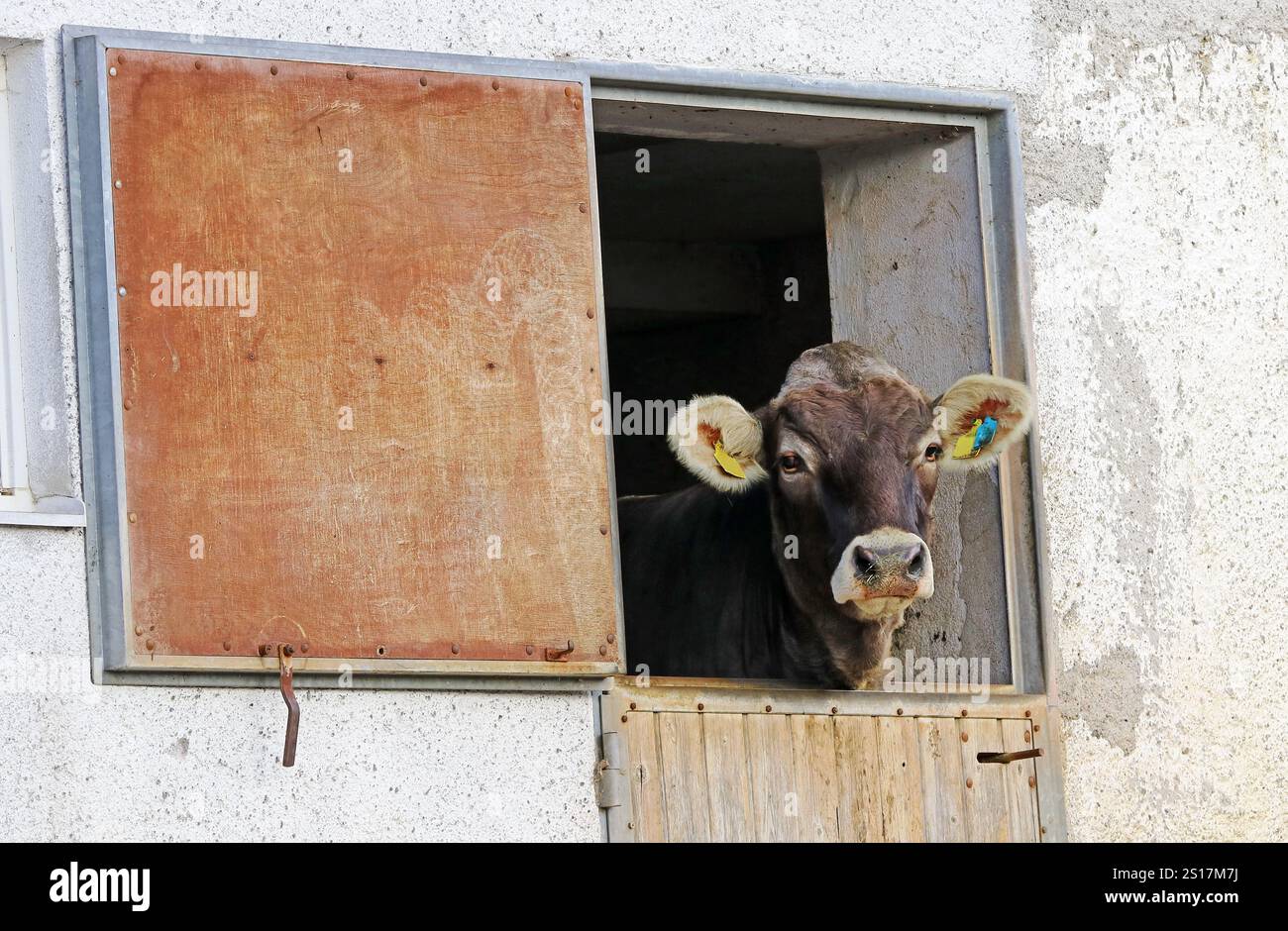 Eine neugierige Kuh schaut aus dem Fenster ihrer Scheune Stockfoto