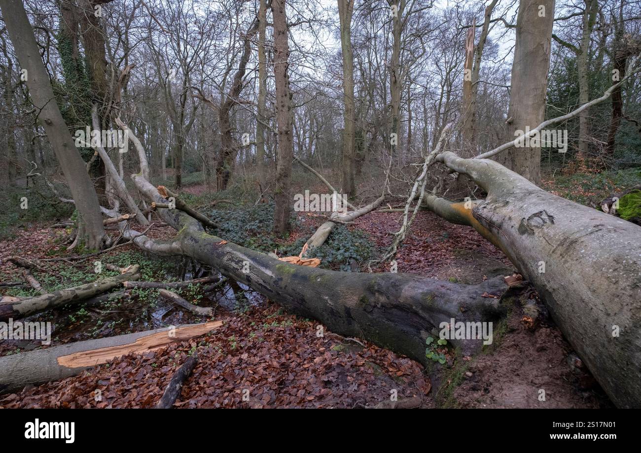 Im Wald von Worcestershire, England, liegen durch Wintersturm beschädigte Bäume auf dem Boden. Starke Winde brachten viele größere Bäume zu Boden. Stockfoto