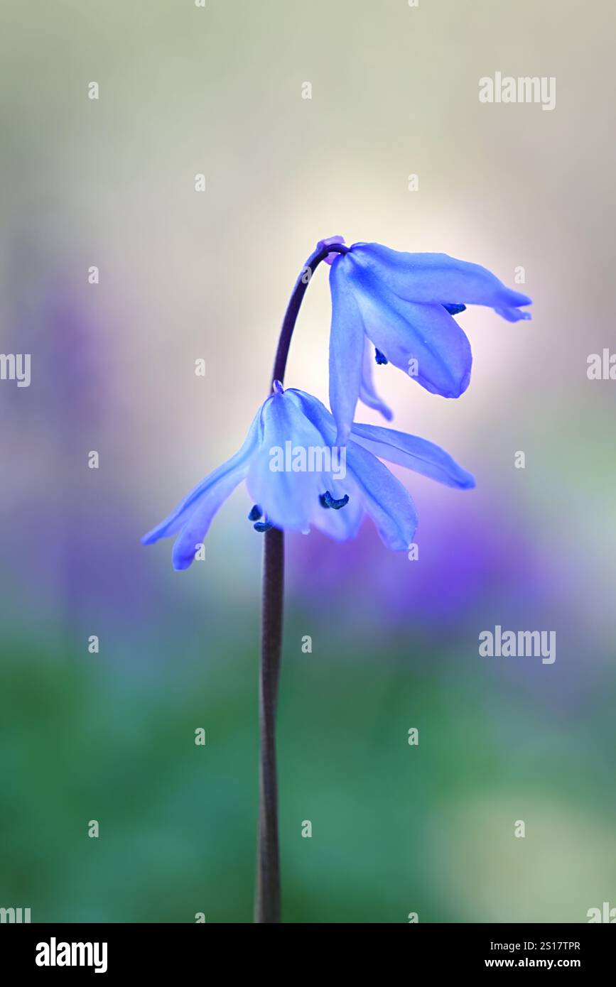Sibirischer Schnitzel, Othocallis siberica, auch Scilla siberica genannt, blaue Frühlingsblume aus Finnland Stockfoto