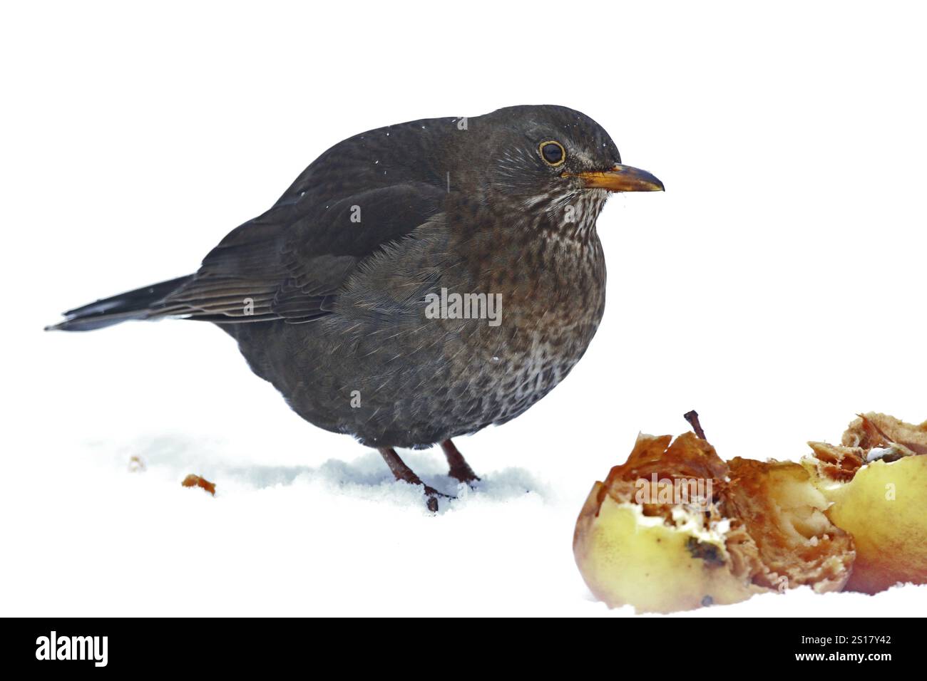 Schwarzvogel, Turdus Merula, Winter, Schnee Stockfoto