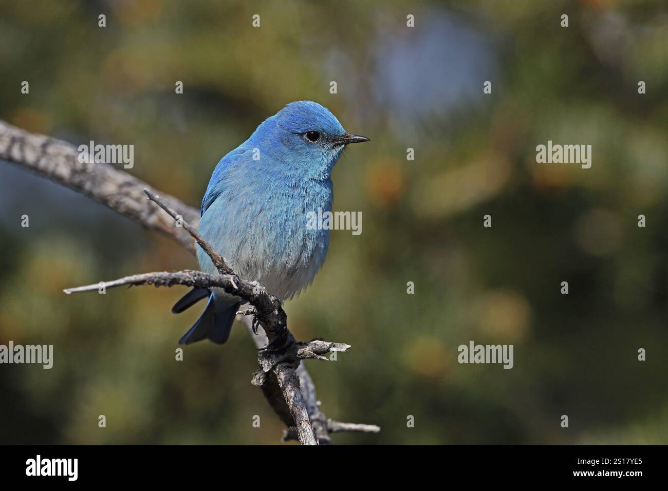 Mountain Bluebird, Sialia currucoides, Utah, USA, Nordamerika Stockfoto