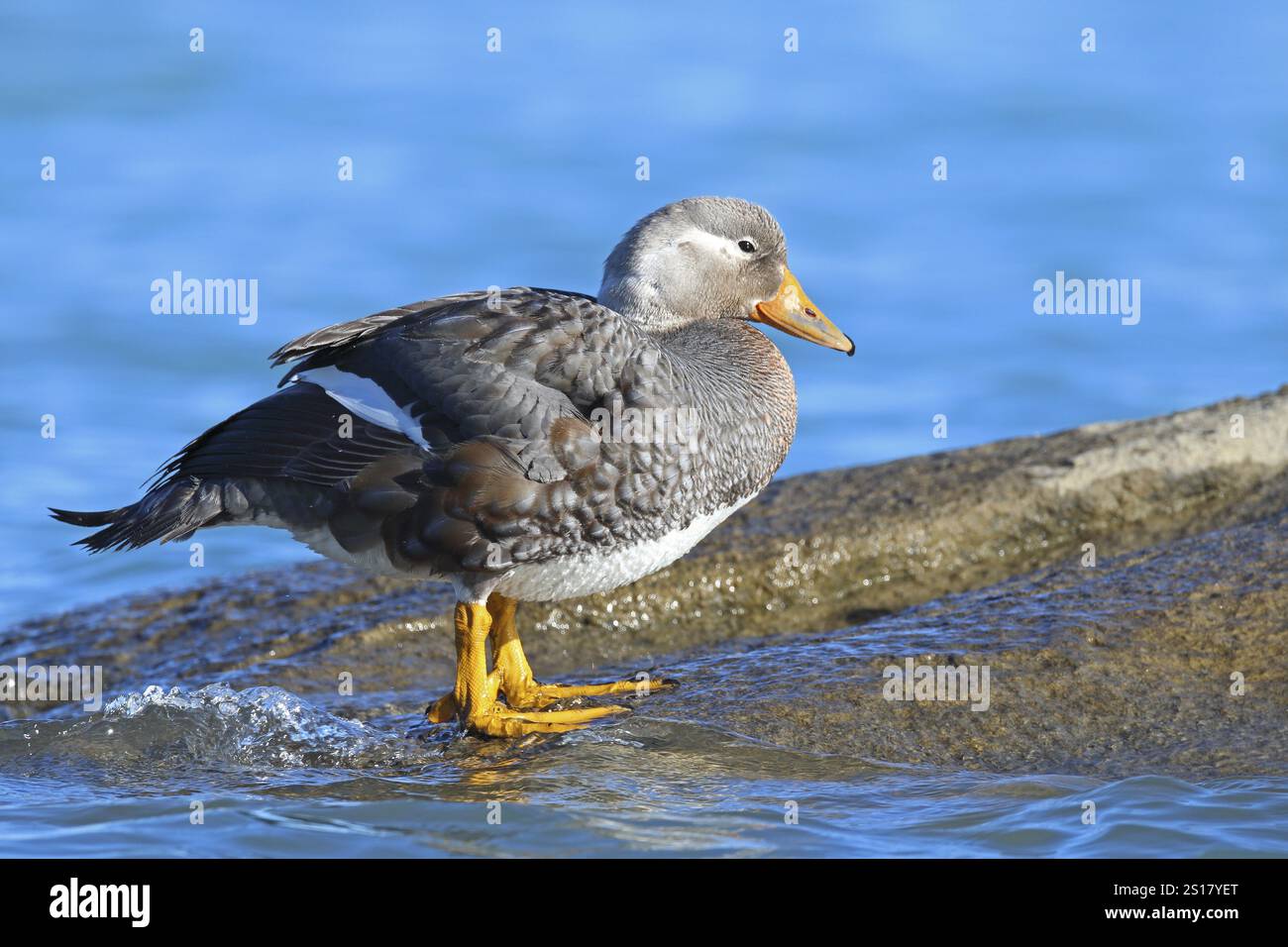 Langflügeldampfer Ente, Tachyeres patachonicus, Patagonien, Argentinien, Südamerika Stockfoto