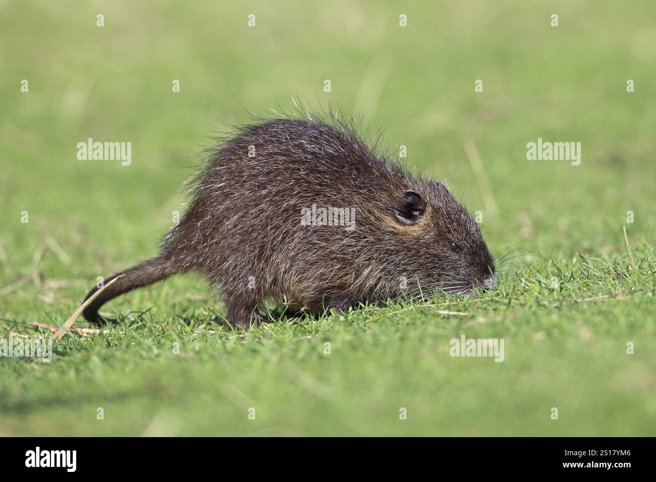 Nutria, Biber brummeln Stockfoto