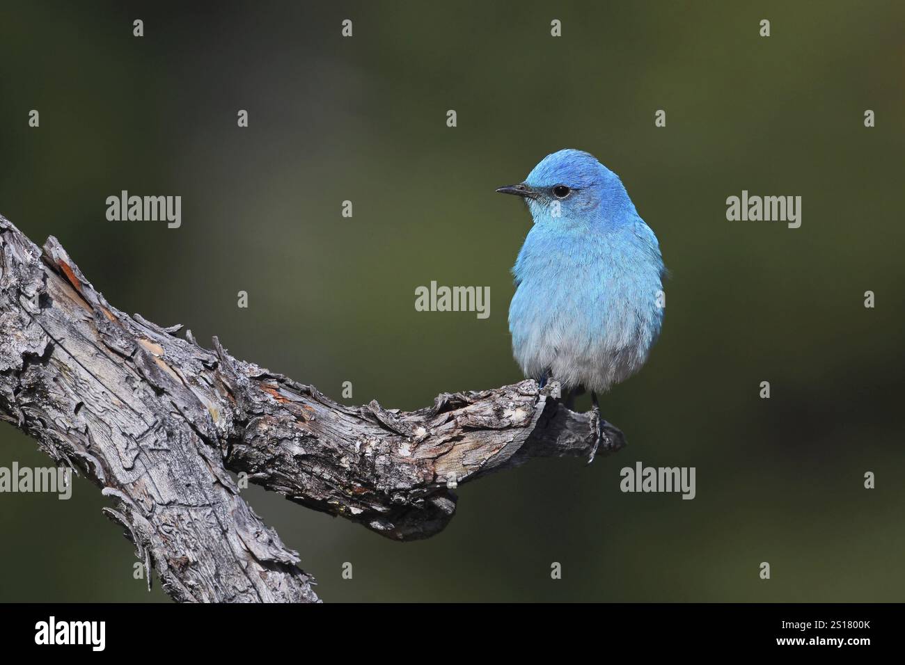 Mountain Bluebird, Sialia currucoides, Utah, USA, Nordamerika Stockfoto