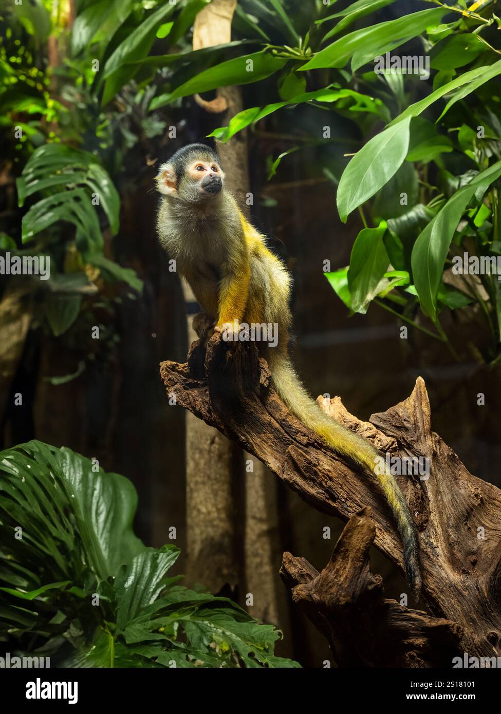 Eichhörnchenaffen mit schwarzem Deckel [Saimiri boliviensis] Stockfoto