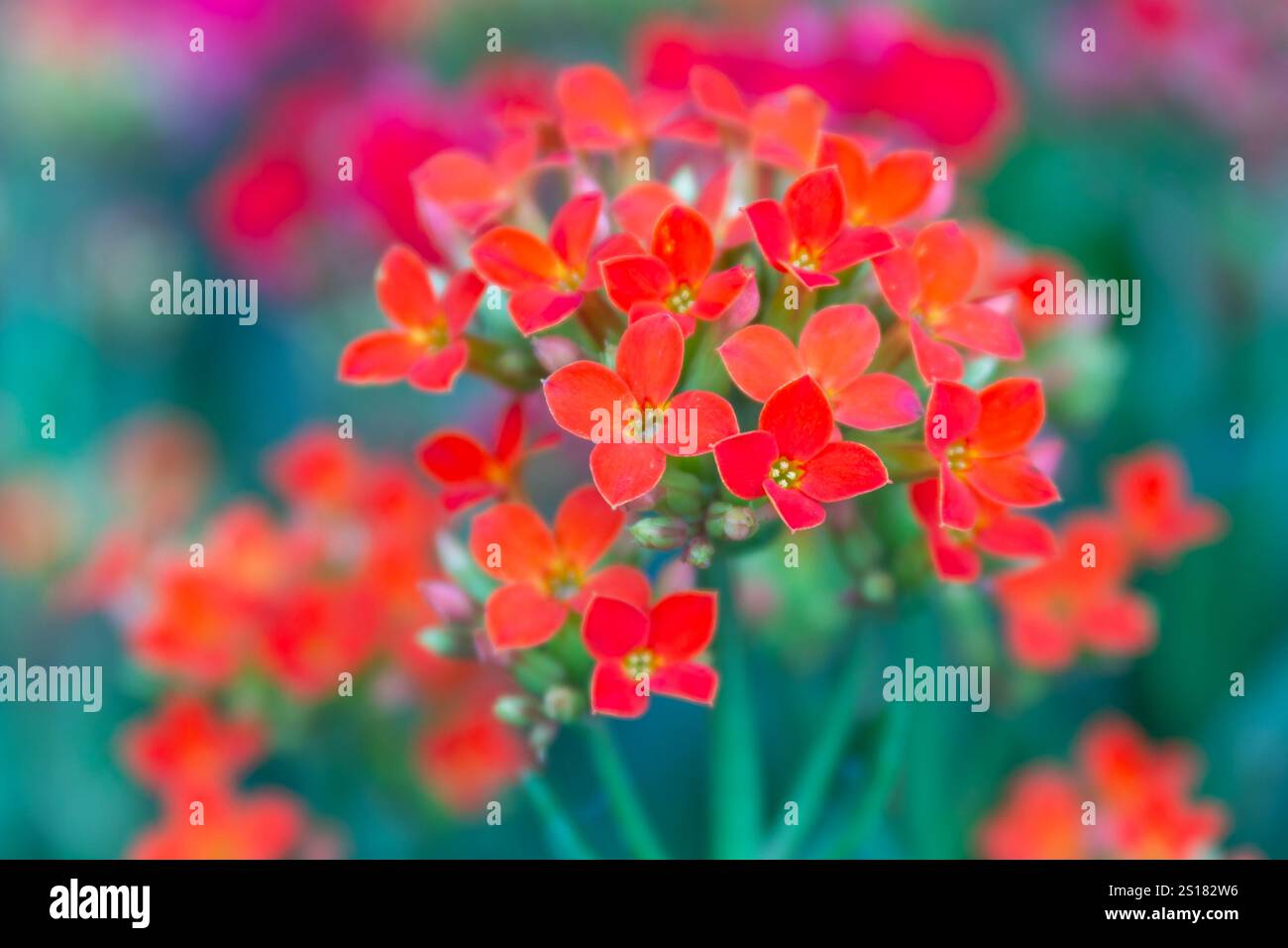 Nahaufnahme eines Bündels kleiner, schöner Blumen in Rot und Orange mit einem grünen, verschwommenen Hintergrund, die eine lebendige und farbenfrohe Szene schaffen Stockfoto