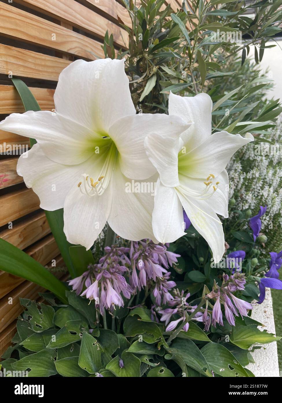 Weißes Amaryllis in voller Blüte - Smartphone-aufgenommenes Stockfoto