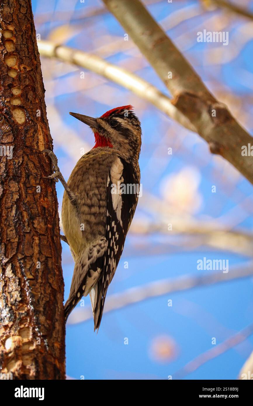 Rotnappensapsucker oder Sphyrapicus nuchalis, der auf der Seite eines Baumes im Green Valley Park in Payson thront. Stockfoto