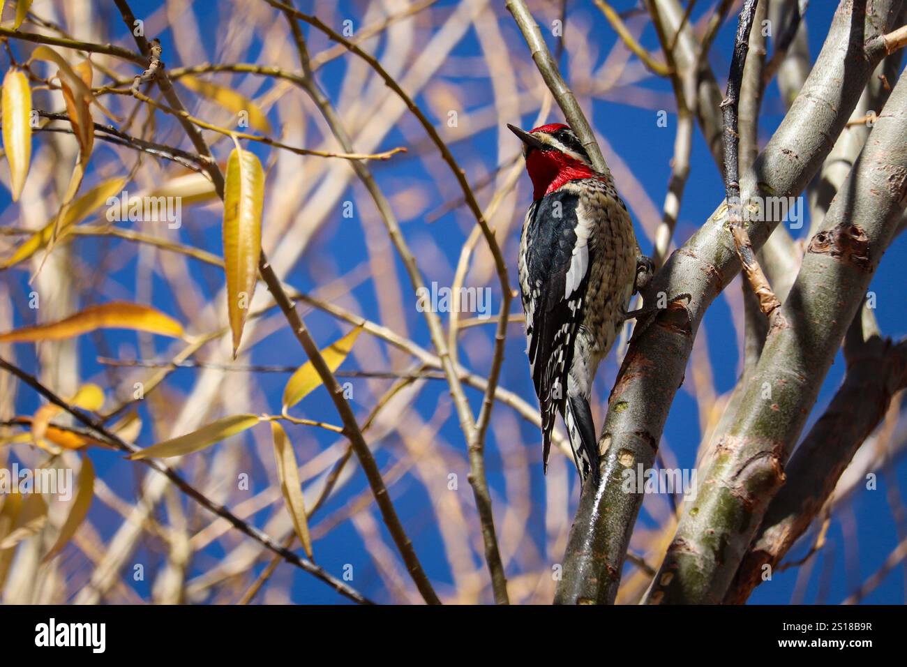 Rotnappensapsucker oder Sphyrapicus nuchalis, der auf der Seite eines Baumes im Green Valley Park in Payson thront. Stockfoto