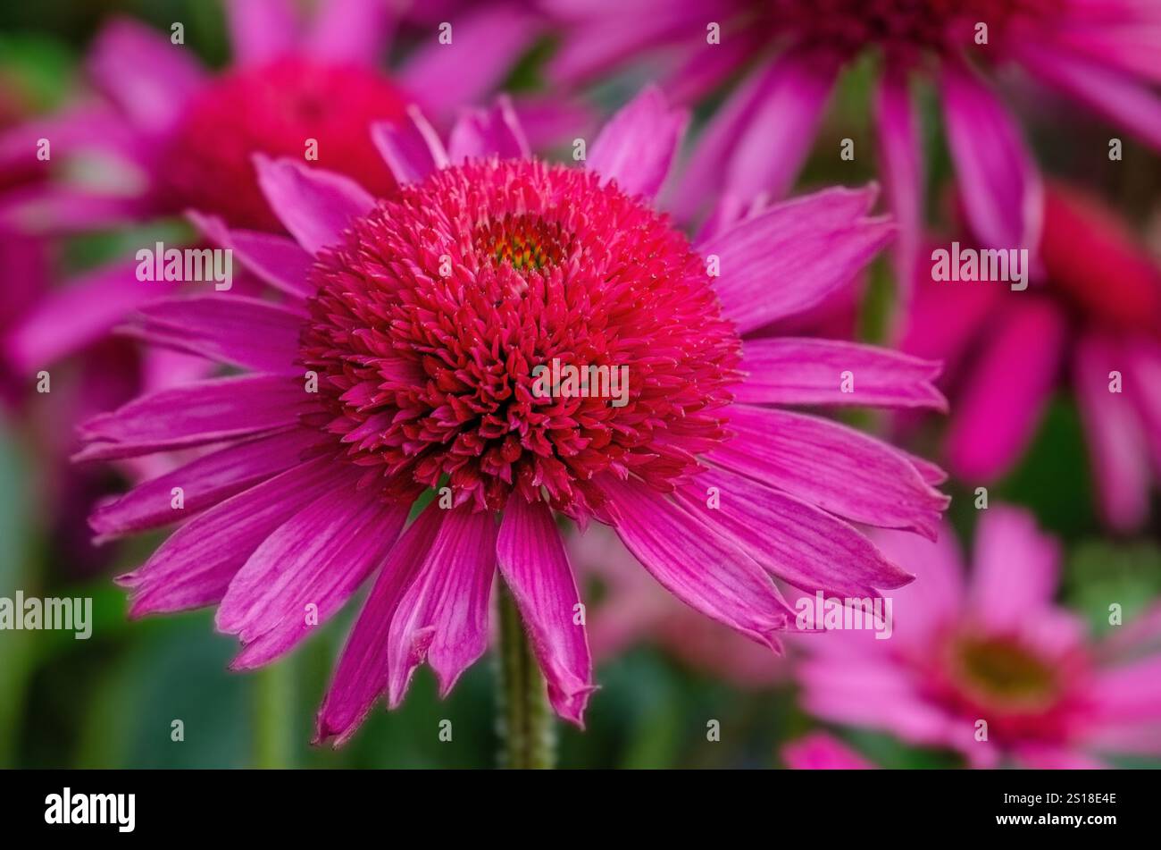 Rosa Echinicea „Delicious Candy“ Blume. Häufig als Koneflower bezeichnet und aus der Familie der Sonnenblumen. Stockfoto