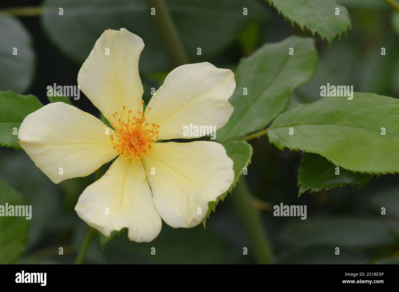 „Tottering-by-Gentle“ (Auscartoon) Sträucherrose von David Austin Roses, England, Großbritannien. Ihr offener Stil mit Staubblättern zieht Bienen und Schwebfliegen an. Stockfoto