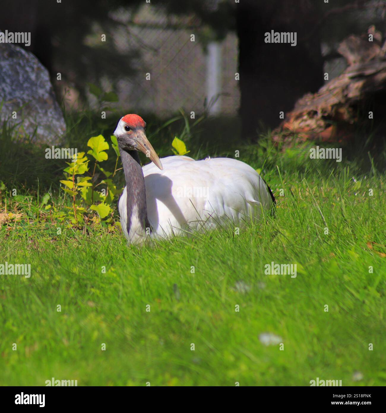 Das ist ein Rotkräne, den ich im Calgary Zoo sehen konnte. Stockfoto