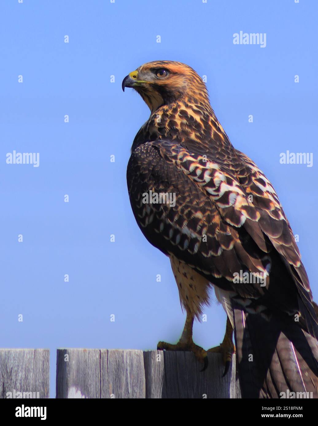 Das ist so ein schöner Greifvogel. Ich hatte Glück, dass ich es bei meiner Lieferung in Calgary sah. Stockfoto