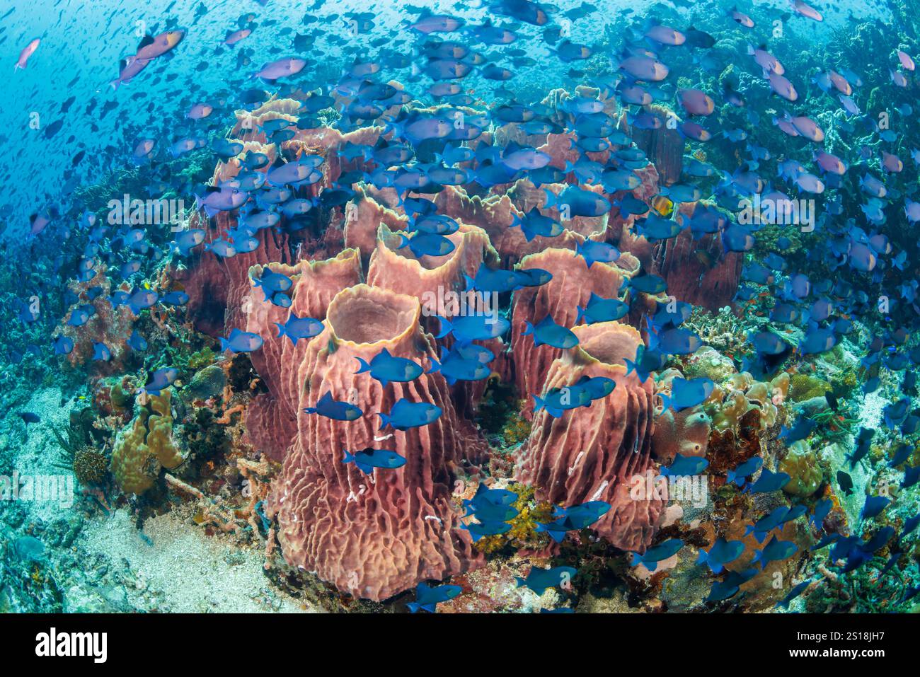 Odonus niger, eine riesige Schule von Rotzzahndrähten, versteckt ein Stück Fassschwämme vor Verde Island, Batangas, Philippinen. Stockfoto