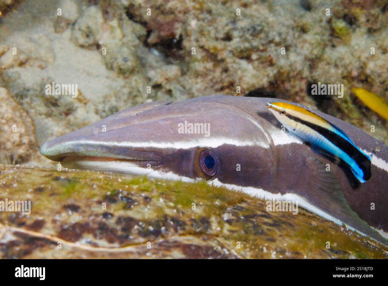 Die Remora, Echeneis naucrates, klammert sich an der Schale einer grünen Meeresschildkröte, die auf dem Boden in der Nähe der Reinigungsstation dieses Wahns liegt Stockfoto