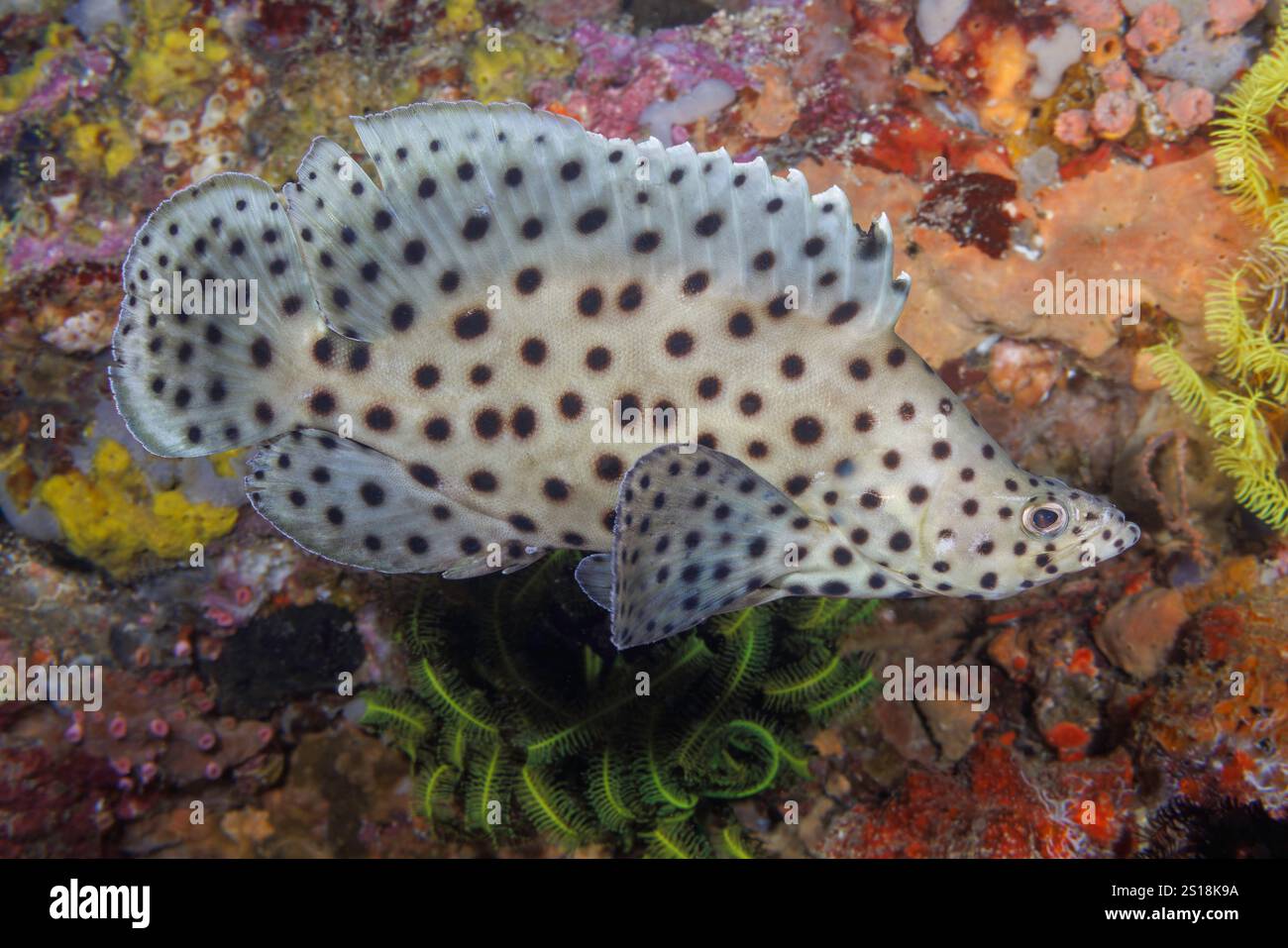 Der Barramundi-Kabeljau, Cromileptes altivelis, gehört zur Familie der Grupper auf den Philippinen. Dieser Fisch ist auch als Buckelfisch oder Schneeflocken-Seifenfisch bekannt. Stockfoto