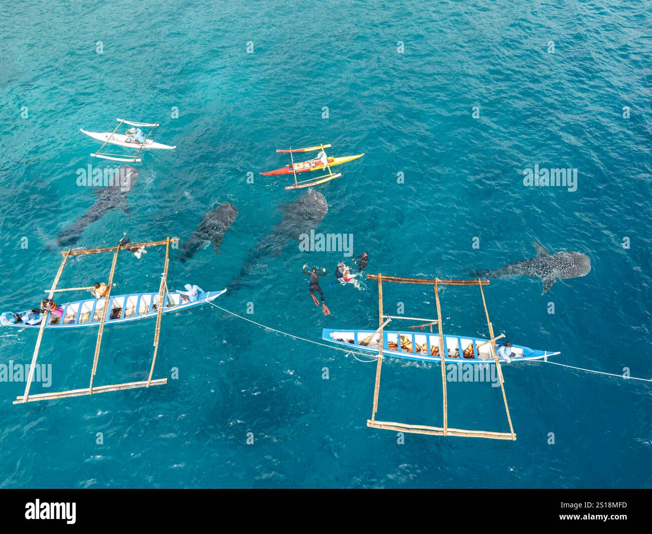 Ein Blick aus der Vogelperspektive von vier Walhaien, Rhiniodon Typus, die an der Oberfläche fressen, Philippinen. Dies ist die weltweit größte Fischart. Stockfoto