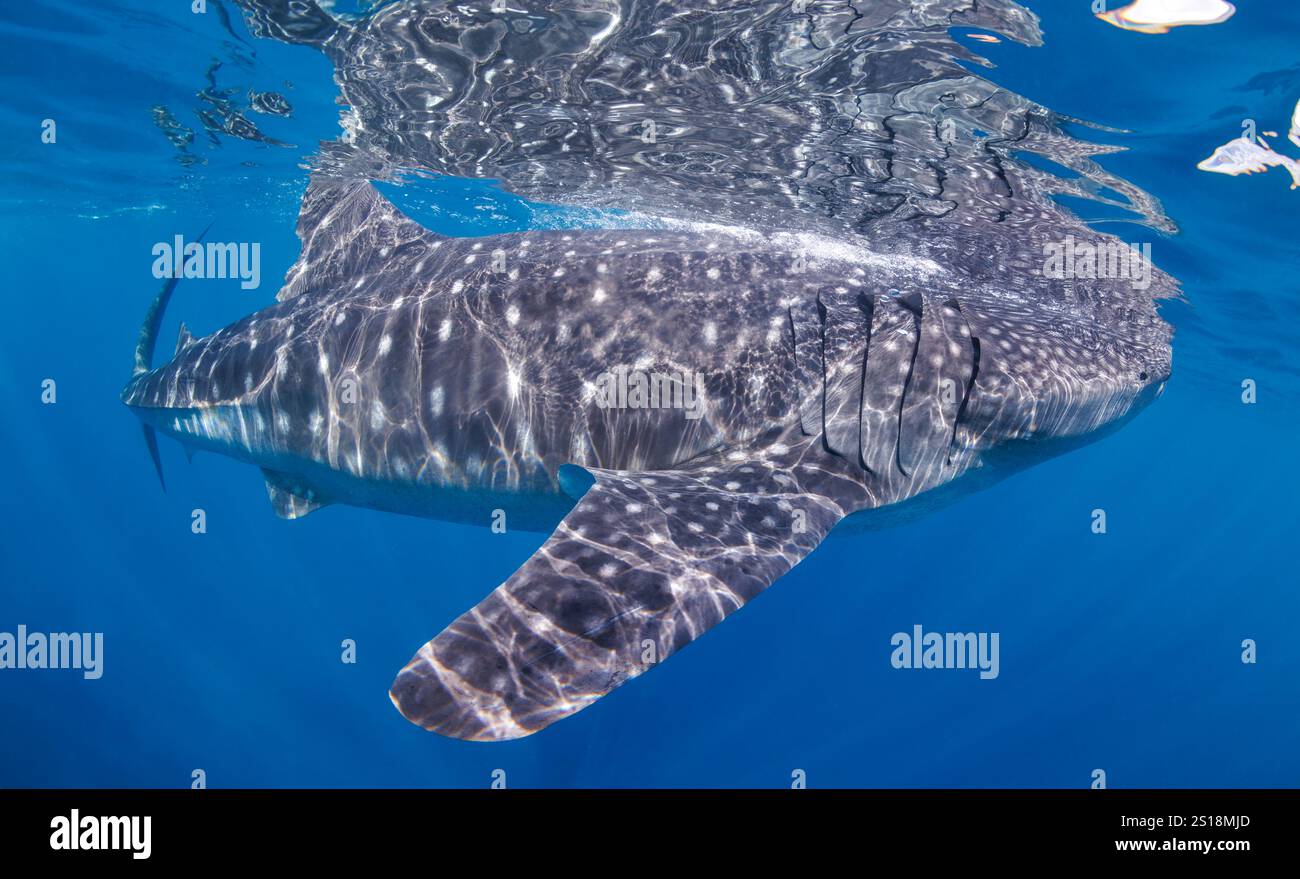Ein Walhai, Rhiniodon Typus, an der Oberfläche, Philippinen. Dies ist die weltweit größte Fischart. Stockfoto