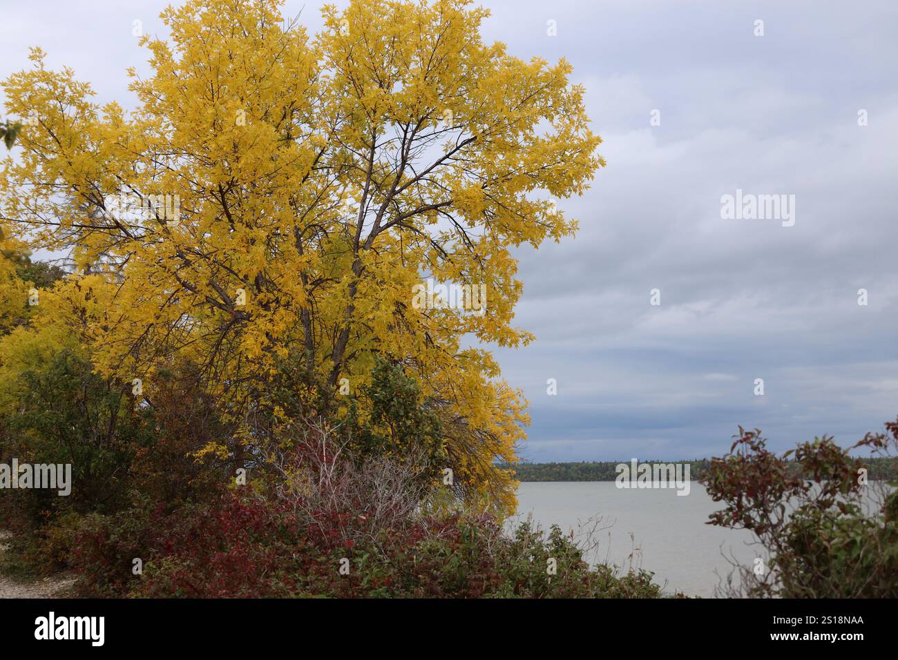 Der Herbstbrand am Seeufer unter schwerem grauem Himmel Stockfoto