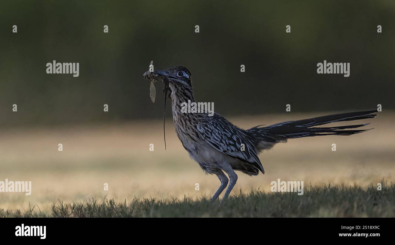 Road Runner mit Kombimahlzeit Stockfoto