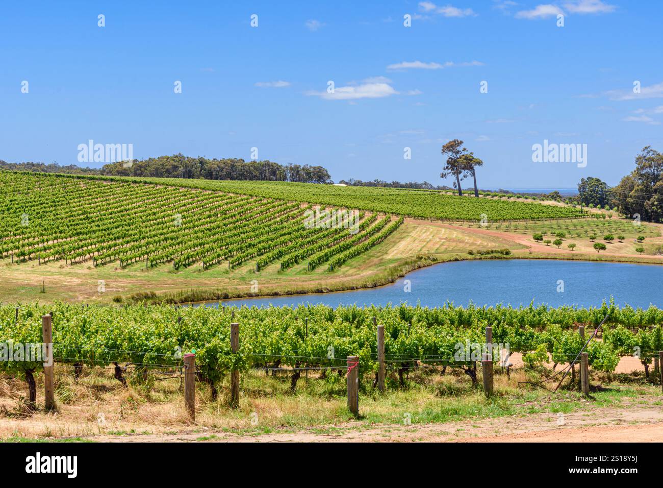 Weinreben im Aravina Estate Weingut in der Margaret River Region in Western Australia, Yallingup, Australien Stockfoto
