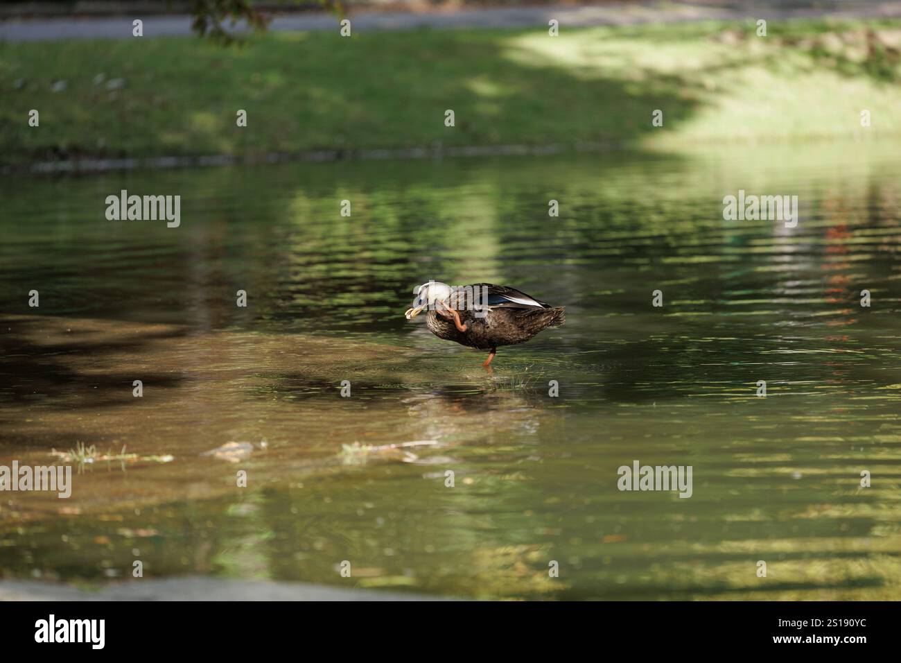 Eine einsame Ente erhebt ihr Bein, um sich selbst zu reinigen, taucht humorvoll in das getränkte Morgenlicht des flachen Wassers eines Teichs. Stockfoto
