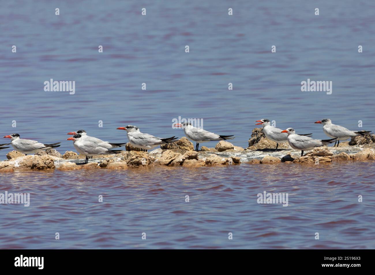 Caspian Terns (Hydroprogne Caspia) am Roost, Kliphoek Salt Pan, Velddrif, Westküste, Südafrika Stockfoto