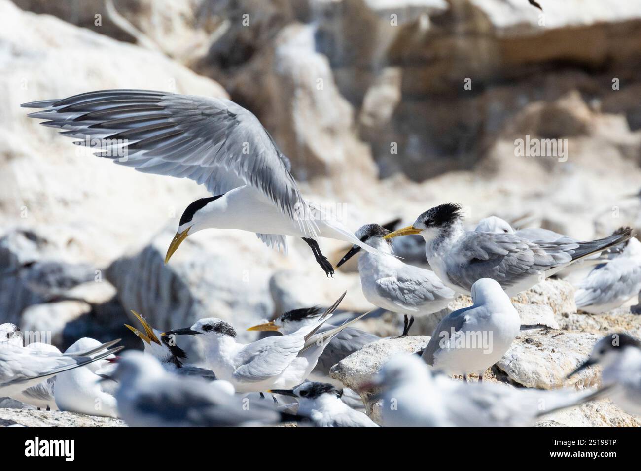 SWIFT-Tern oder Thalasseus bergii (Thalasseus bergii) landen in gemischten Seeschwalben mit Sandwichteeren (Thalasseus sandvicensis) Stockfoto