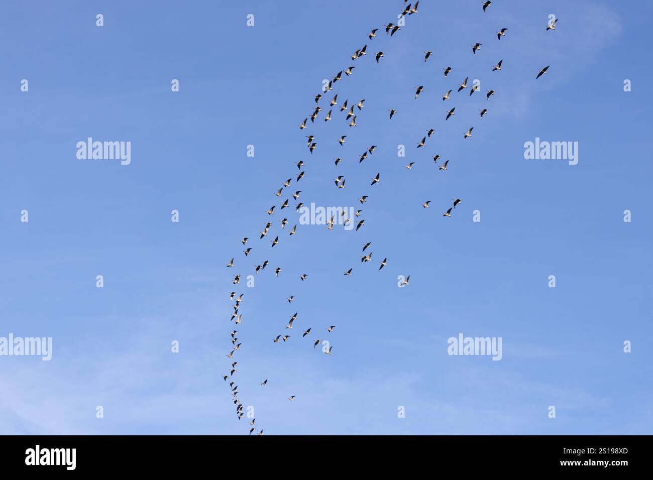 Strang der Gänse im Flug Stockfoto