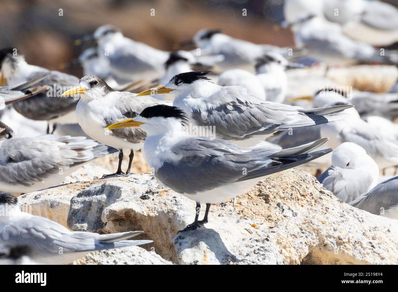 SWIFT Terns oder Greater Crested Terns (Thalasseus bergii) im Roost, die KOM, Kommetjie, Westkap, Südafrika Stockfoto