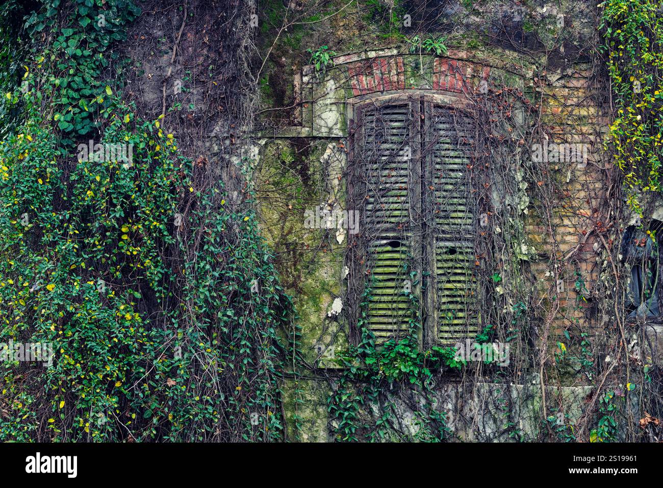 Die Natur übernimmt die Kontrolle über verlassene Orte. Alte Hausfassade mit Kletterpflanzen bedeckt. Stockfoto